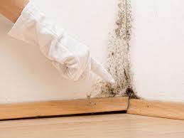 Trusted Oak Park, CA Mold Removal Experts